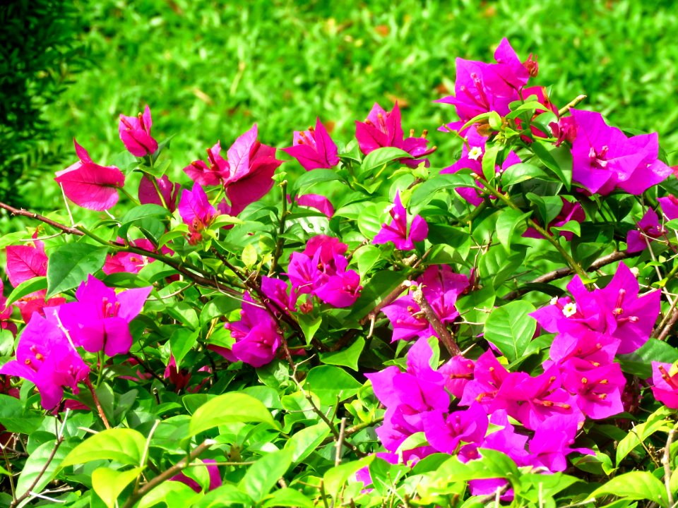 Bloom Blooming Blossom