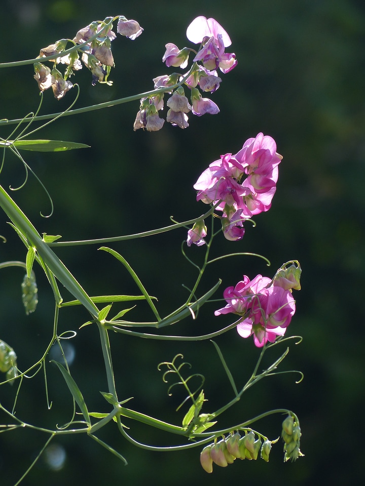 Bloom flower purple