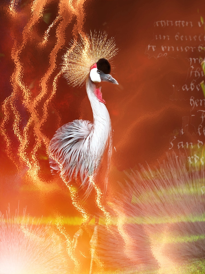 Plumage animal pride