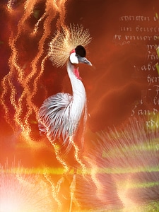 Plumage animal pride