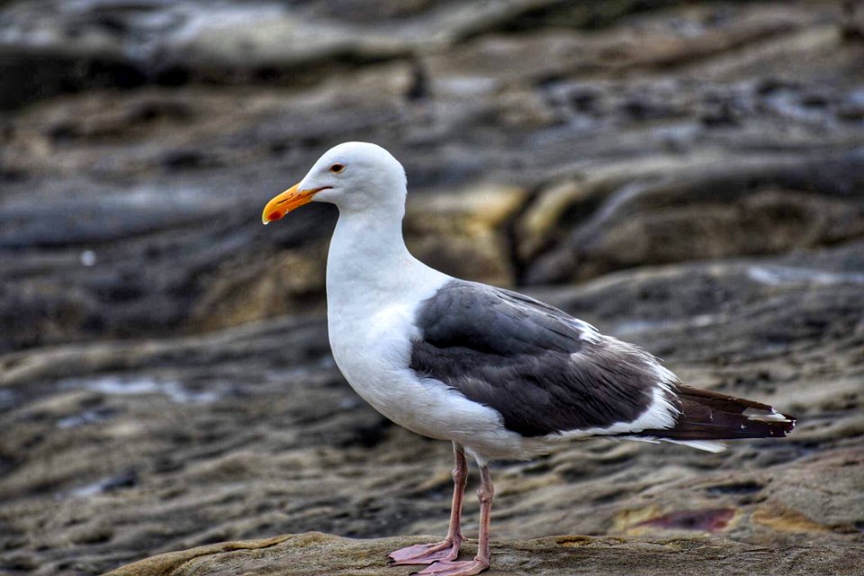 Animal Photography Avian