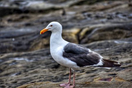 Animal Photography Avian