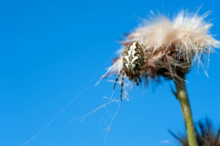 Arachnid Blossom Cobweb photo