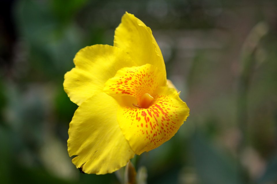 Bloom Blooming Blossom