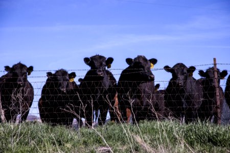 Agriculture Animals Cattle