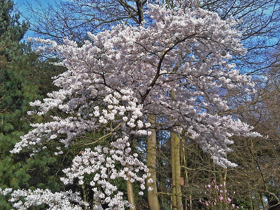 Sky blooming england