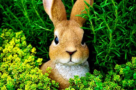 Bunny Cute Ears