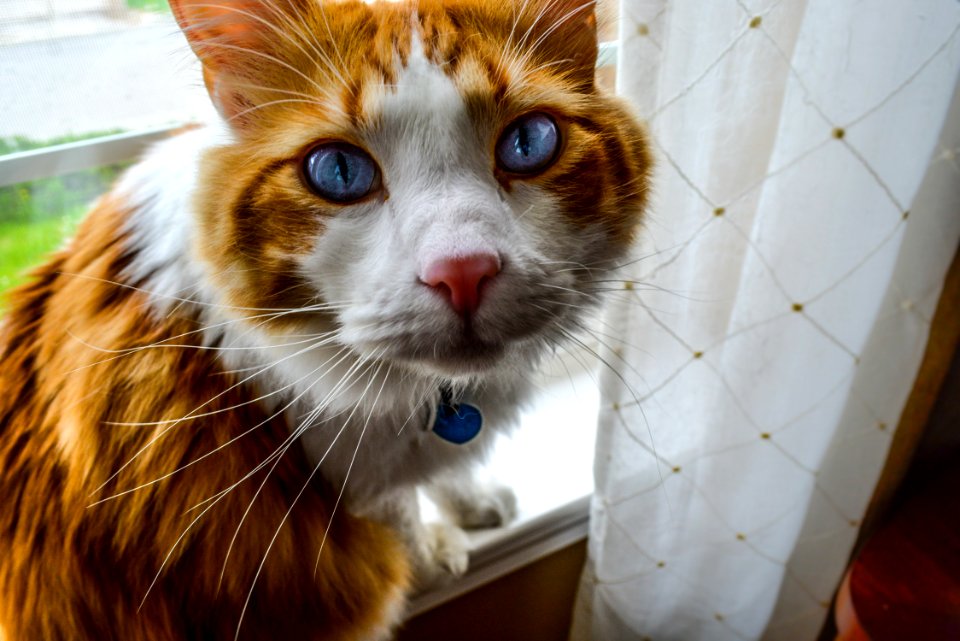 Adorable Animal Blue