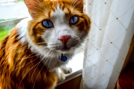 Adorable Animal Blue