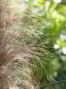 Hairy tribe plant