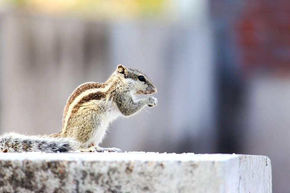 Animal Blur Close-up