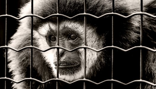 Animal Photography Portrait