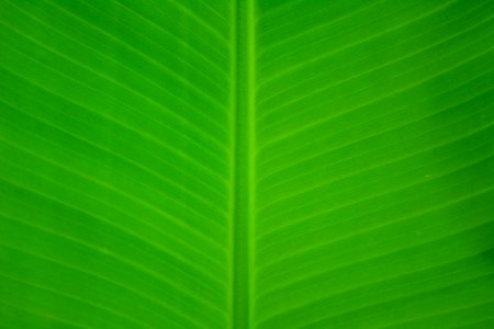 Close-up Green Leaf photo