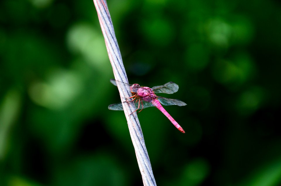 Animal Photography Blur