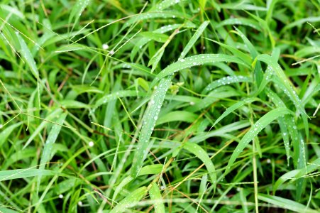 Close-up Dew Dewdrops