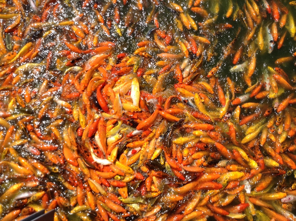 Koi water japanese