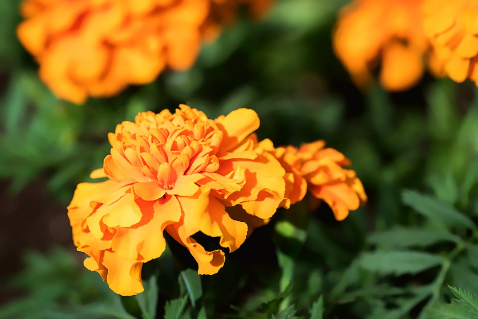 Bloom Blossom Flora