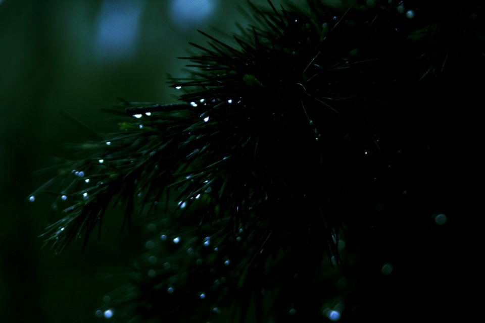 Blur Close-up Conifer
