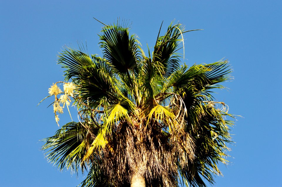 Coconut Tree Leaves