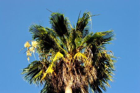 Coconut Tree Leaves photo