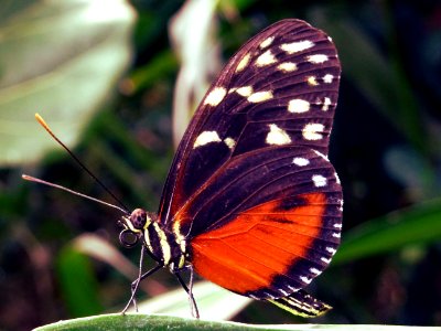 Animal Antenna Beautiful