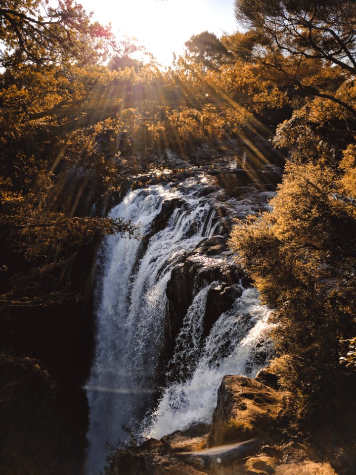 Cascade Flow Forest