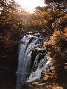 Cascade Flow Forest