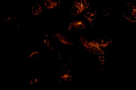 Dark Image Jellyfishes
