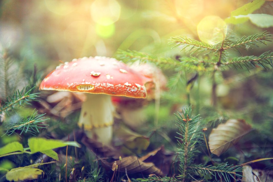 Blur Boletus Close-up photo