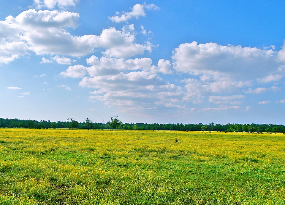 Green landscape agriculture