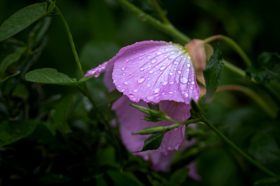 Beautiful Blooming Blossom