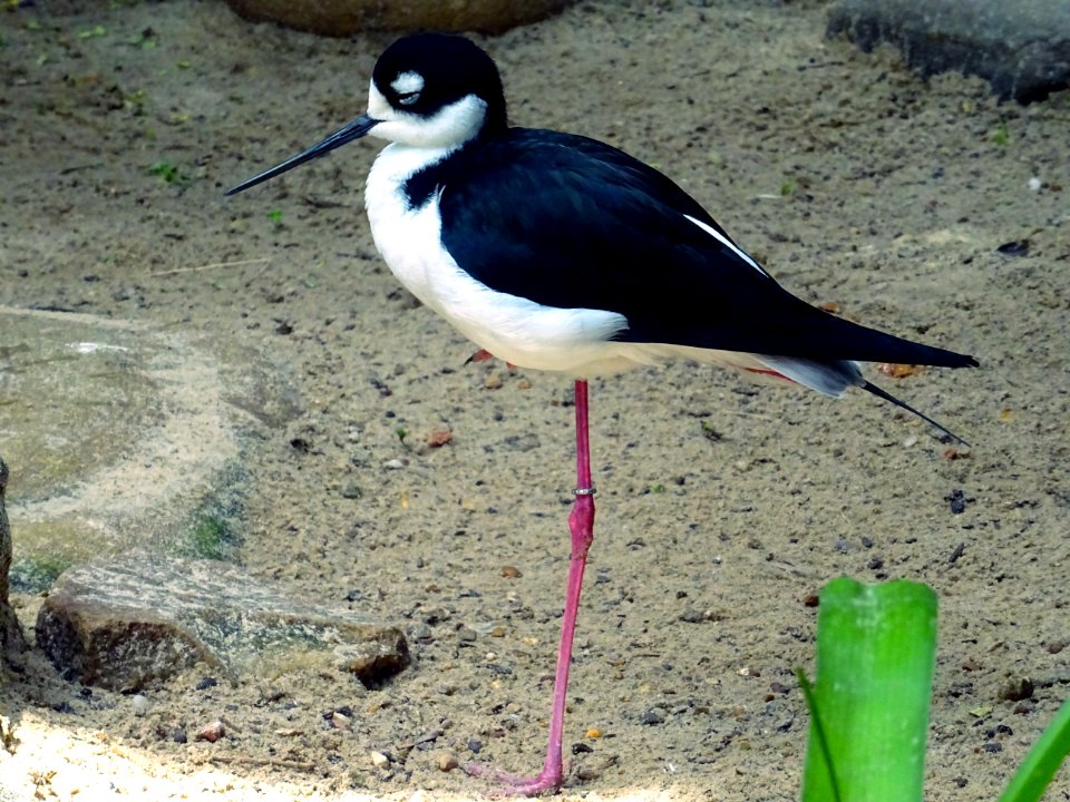 Animal Avian Beak photo