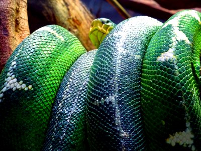 Animal Close-up Colors