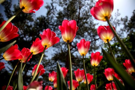 Bloom Blossom Field