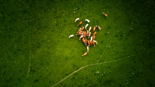Herd Of Brown And White Cows On Green Grass Field