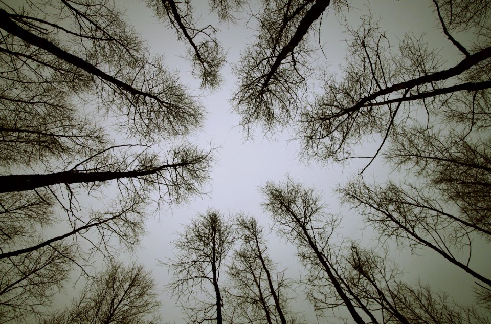 Low Angle Photo Of Trees