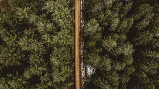 Aerial Shot Of Road Between Pine Trees photo