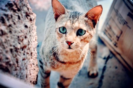 Selective Focus Photography Of Brown Tabby Cat photo