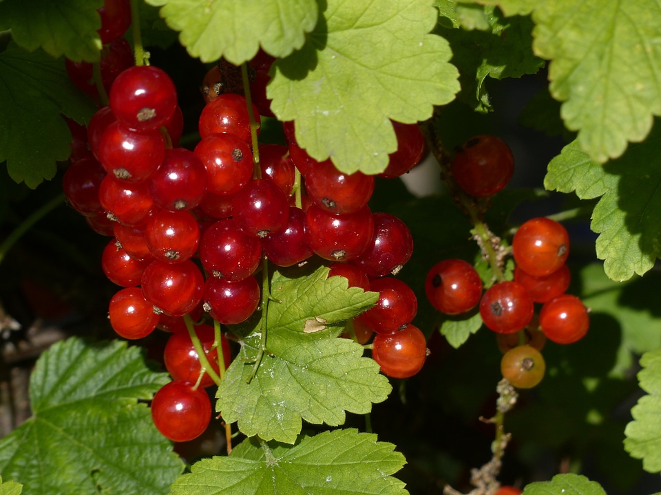 Berries fruit red