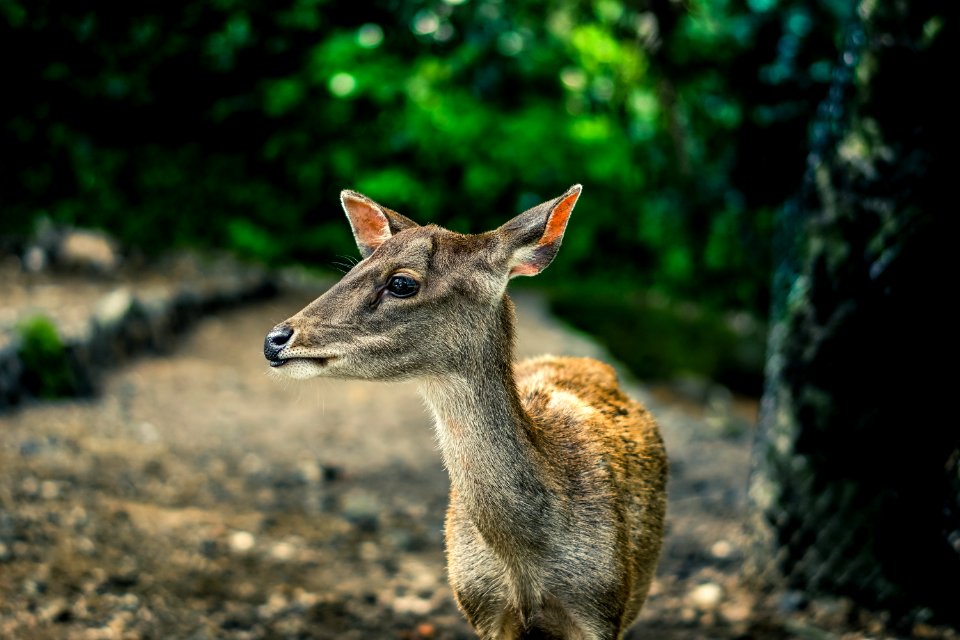 Selective Focus Photography Brown Doe photo