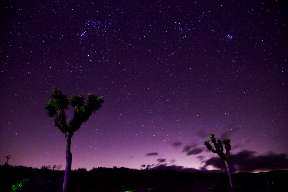 Two Trees Under Purple Sky