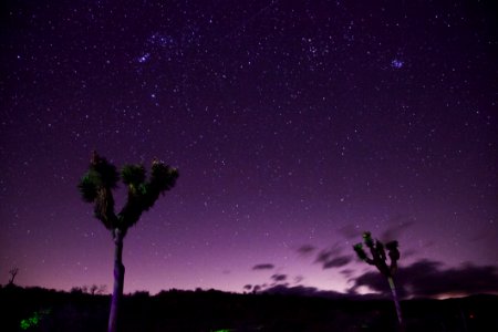 Two Trees Under Purple Sky