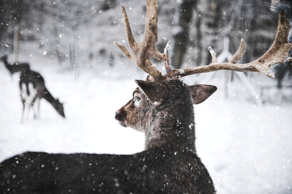 Photo Of Reindeer In The Snow