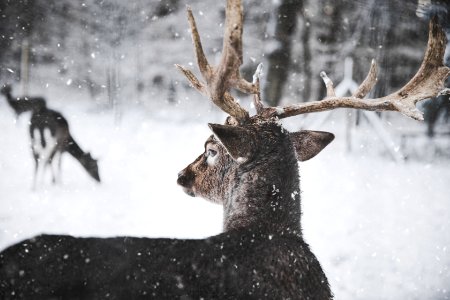 Photo Of Reindeer In The Snow