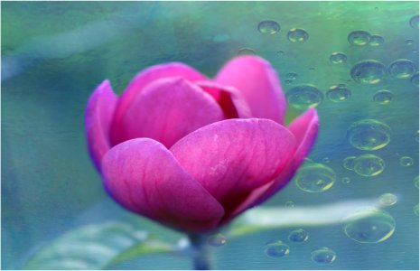 Flower Aquatic Plant Lotus Petal