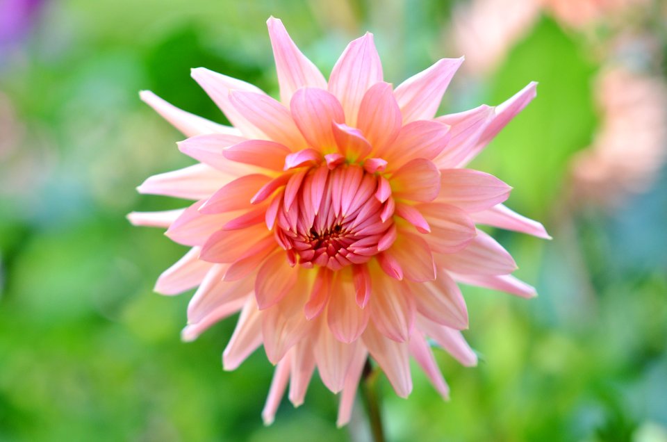 Flower Pink Plant Flora