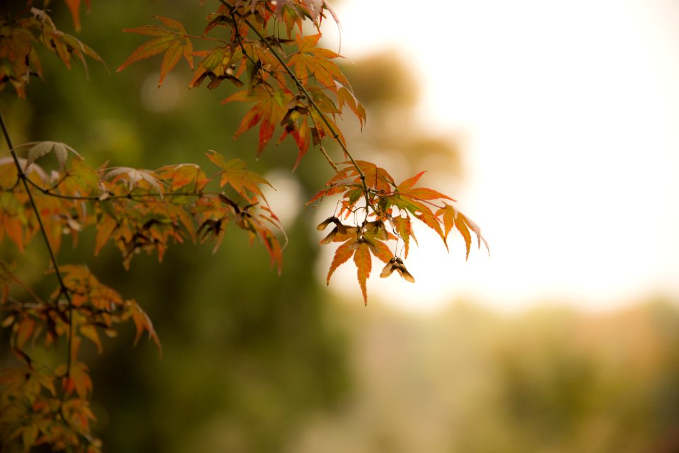 Leaf Autumn Flora Plant