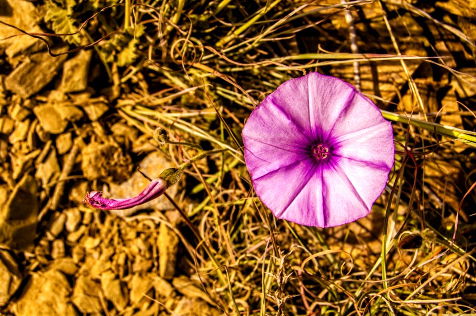 Flower Flora Purple Plant