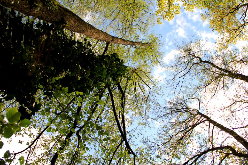 Tree Nature Branch Leaf photo