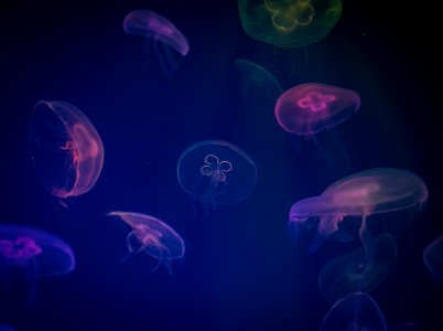 Jellyfish Digital Wallpaper photo